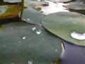 Water on a Lilly pad
